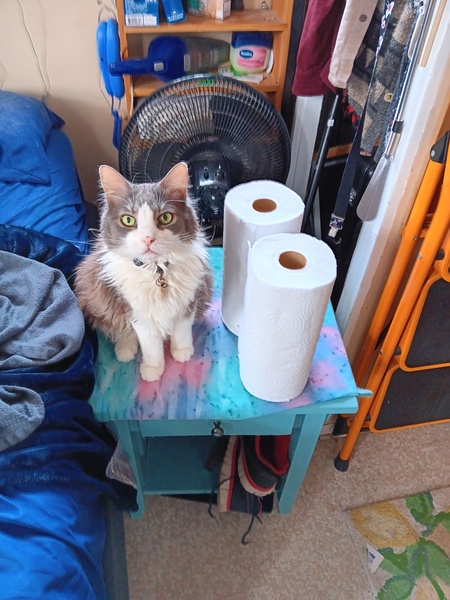 Entry image for Mitzi. Clicking this image will show a larger photo