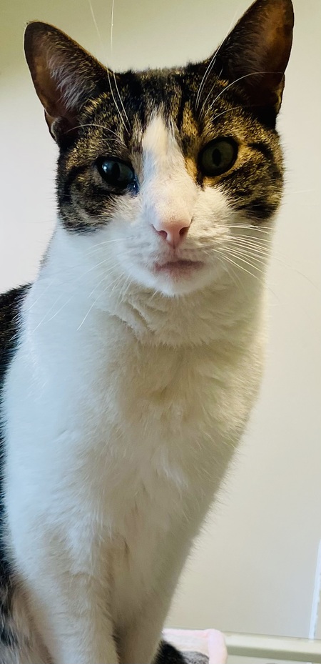 Entry image for Benji. Clicking this image will show a larger photo