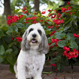 Entry image for Dickens