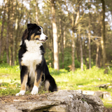 Entry image for Bluey