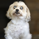 Entry image for Fergie 