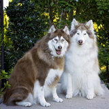 Entry image for Kaya and Koko