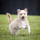 Entry image for Oliverscruff 