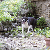 Entry image for Daisy 