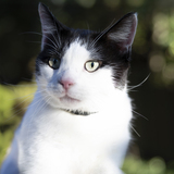 Entry image for FanBoy