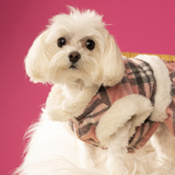 Entry image for Kryder GiGi