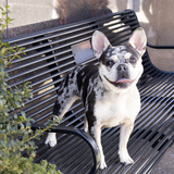 Entry image for Ellie