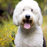 Entry image for CookieMonster