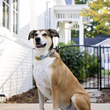 Entry image for Murphy