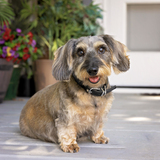 Entry image for Churchill