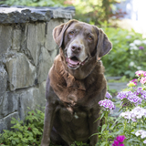 Entry image for Sadie 