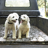 Entry image for Bailey Biscuit