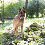 Entry image for Gretel