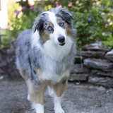 Entry image for Pepper 