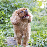 Entry image for Benjamin