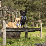 Entry image for Aspen Arch