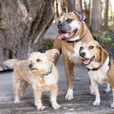 Entry image for Ollie Lincoln Percy