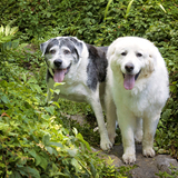 Entry image for Willow-Emerson 