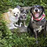 Entry image for Marley Stevie Charlie