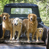 Entry image for Bella Sofia Phrannie Fisher