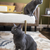 Entry image for Lucy Leo 