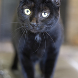 Entry image for Grizz 