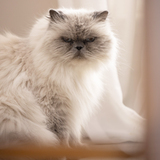 Entry image for Lillie 