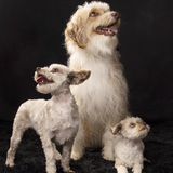 Entry image for Thelma Tooee Irene 