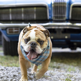 Entry image for Magnus 