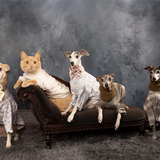 Entry image for Olivia Ollie Audrey Wesley Theo