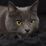 Entry image for Jake