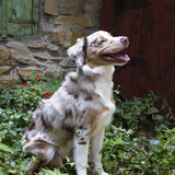 Entry image for Asher