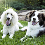 Entry image for Kojo Remy