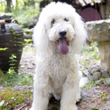 Entry image for Cooper