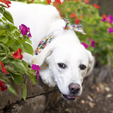 Entry image for Paisley