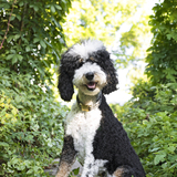 Entry image for Remi