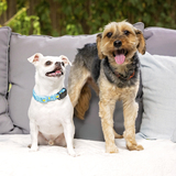 Entry image for Gooby Kramer