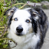 Entry image for Tucker