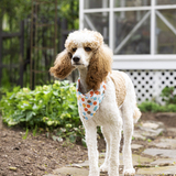 Entry image for Marshall