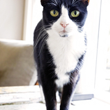 Entry image for Kaly