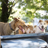 Entry image for Tigger-Benson