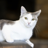 Entry image for Muffin 