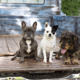 Entry image for Rosie-Gunnar-Piggy 