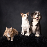 Entry image for Enzo Remy Lucy