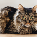 Entry image for Whistler