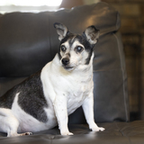 Entry image for Dottie 