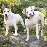 Entry image for Adelaide 