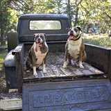 Entry image for Ollie Fiora