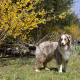 Entry image for Enzo 