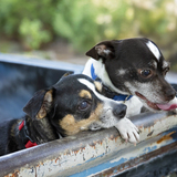 Entry image for Petey Dolly